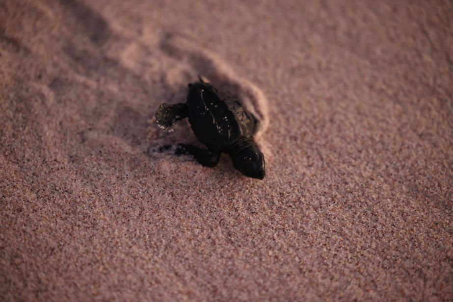 Sea turtle hatchling in the sand