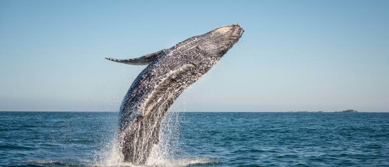 Whale Watching on a Private Yacht Tour