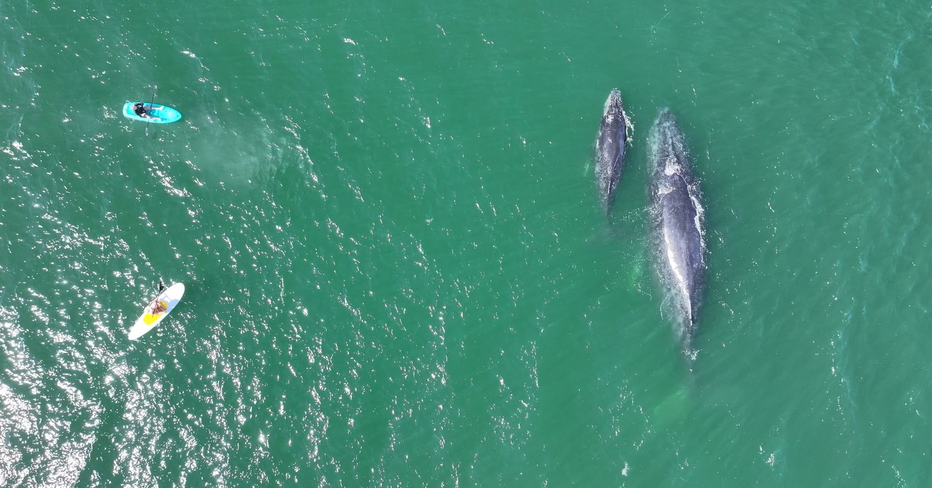 The Bucket List Family Whale Watching at Punta Mita – Agave Villas